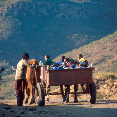 Ossenkar met kinderen op een bergweg in Lesotho tijdens groepsrondreis Zuid-Afrika, eSwatini en Lesotho.