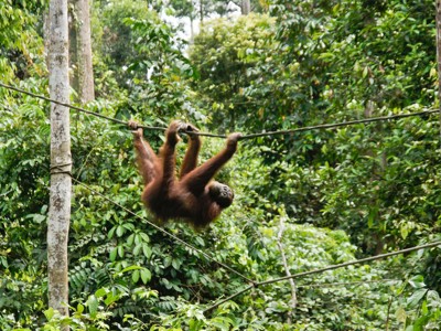 Orang-oetan slingert aan touwen in het regenwoud op Maleisisch Borneo.