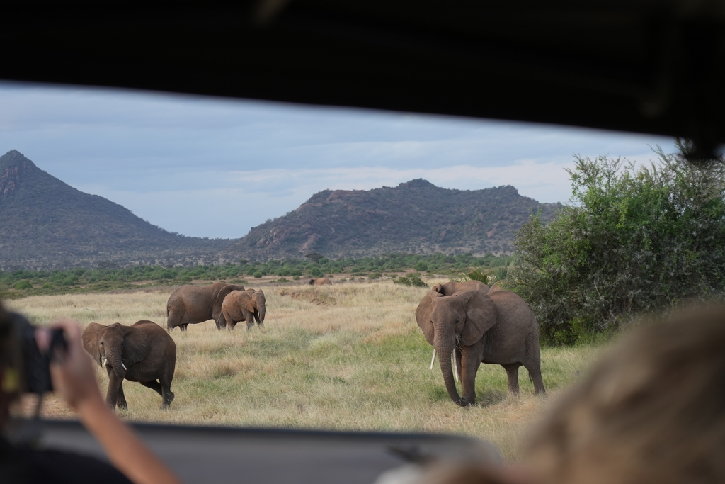 Olifanten gespot tijdens safari in Kenia, met savanne en bergen op de achtergrond.