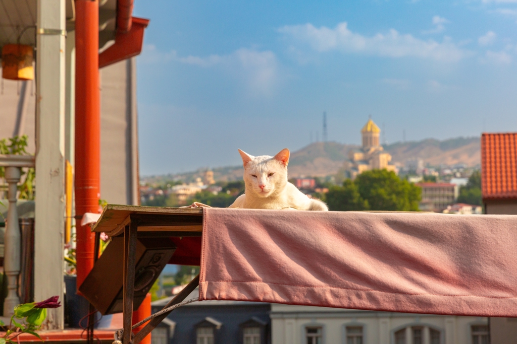 Witte kat op een terras met uitzicht op Tbilisi en de Sameba-kathedraal, Georgië.