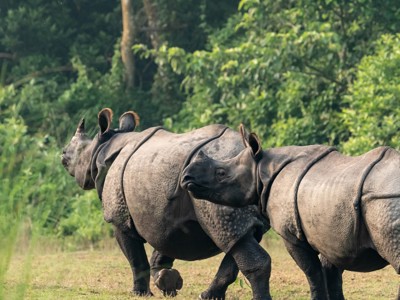 Twee Indische neushoorns in het groen tijdens de Route India en Nepal.
