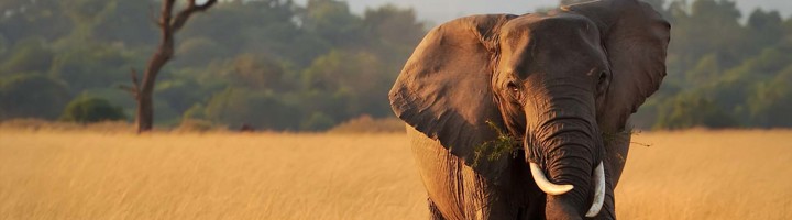 Olifant op de savanne in Tanzania tijdens een safari.