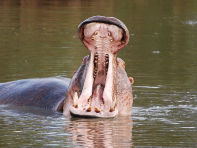 Nijlpaard met wijd open bek in het water tijdens een excursie in Zuid-Afrika.