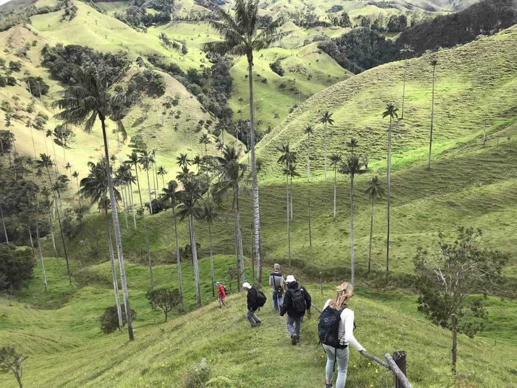 Wandelaars in de Cocora-vallei tussen hoge waspalmen en groene heuvels tijdens groepsrondreis Colombia.