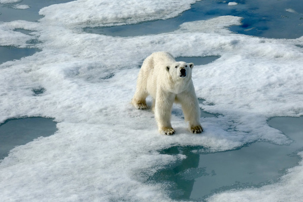 Ijsbeer op drijvend zee-ijs bij Spitsbergen tijdens groepsrondreis.