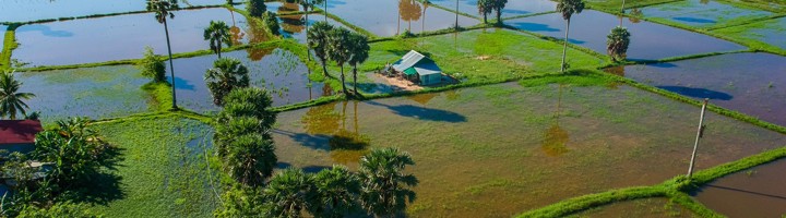 Uitzicht op rijstvelden en palmbomen rond Kampot in Cambodja.