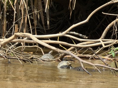 Schildpadden rusten op een boomstam in een rivier tussen mangrovewortels in Costa Rica.