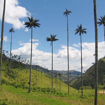 Palmbomen in de Cocora-vallei, Colombia, met groene heuvels en bergen onder een blauwe lucht.