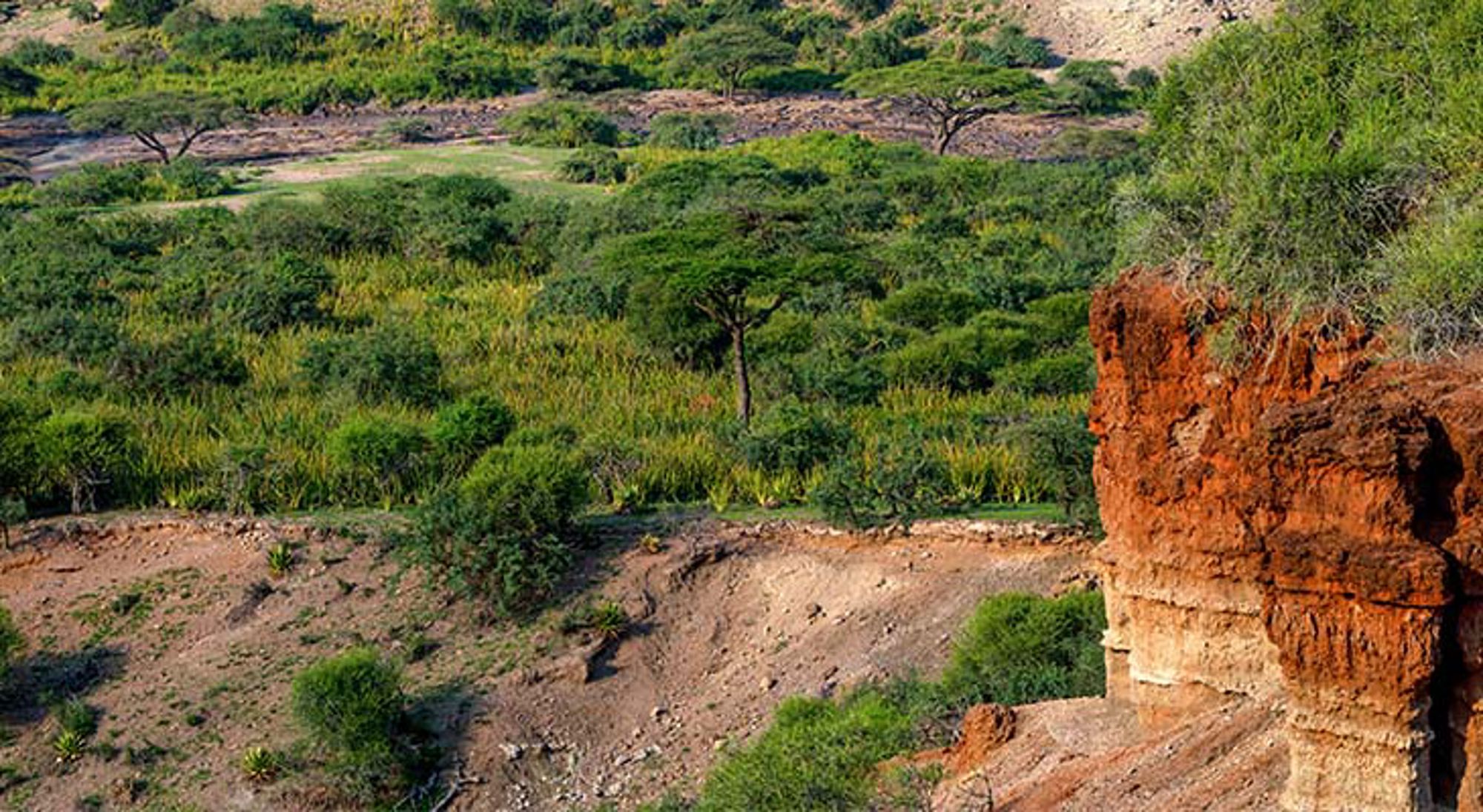 Uitzicht op het landschap van Olduvai Gorge Acaciabomen op de savanne in Tanzania.