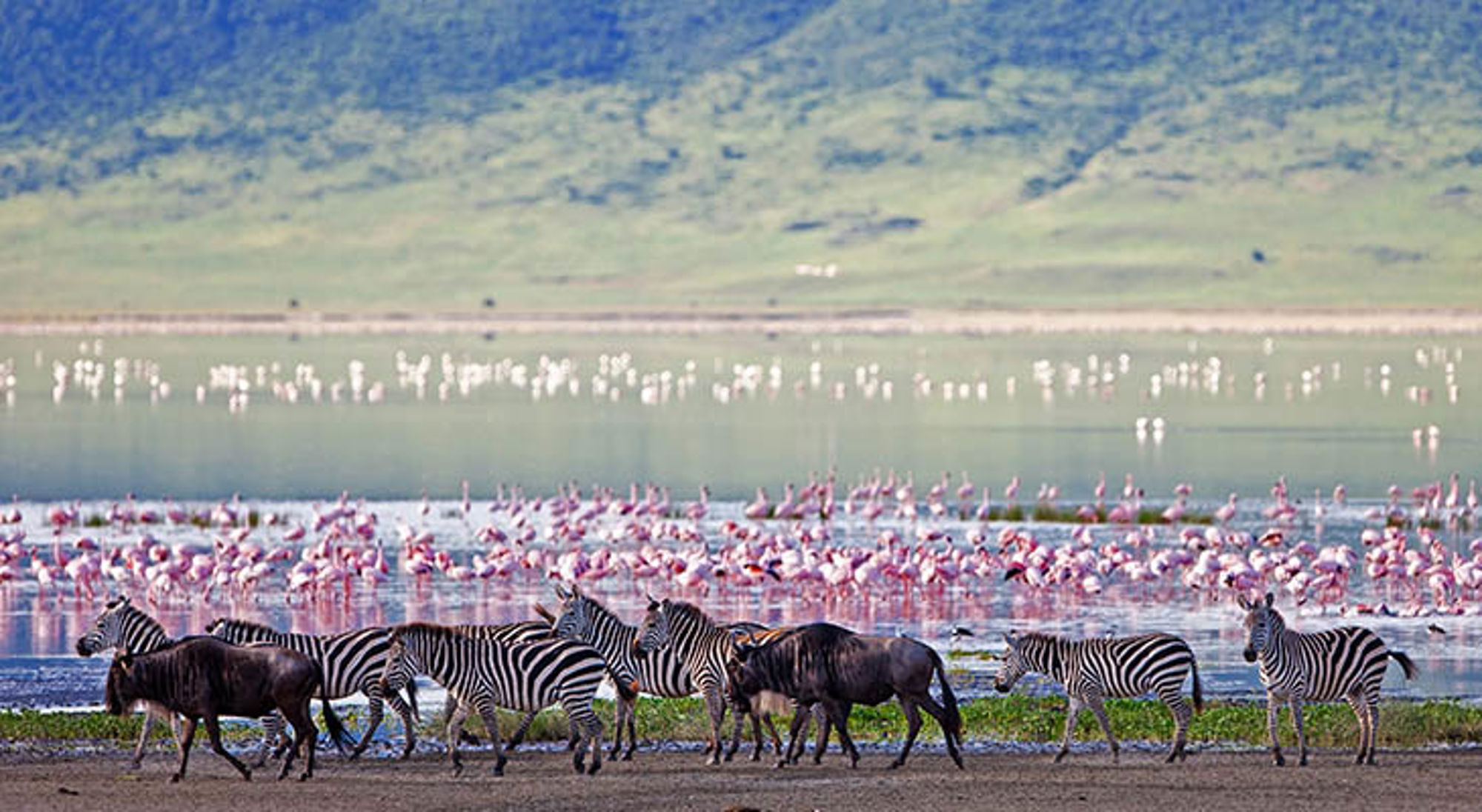 Zebra’s en gnoes bij Lake Manyara met flamingo’s op de achtergrond, Tanzania.