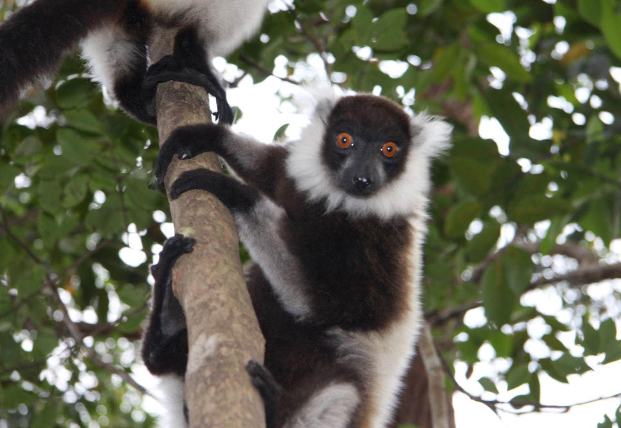 Zwarte lemur met witte kraag in een boom op Madagascar.