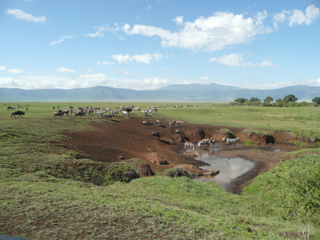 Zebra’s en gnoes bij een waterpoel op de savanne in Kenia en Tanzania tijdens een groepsrondreis.