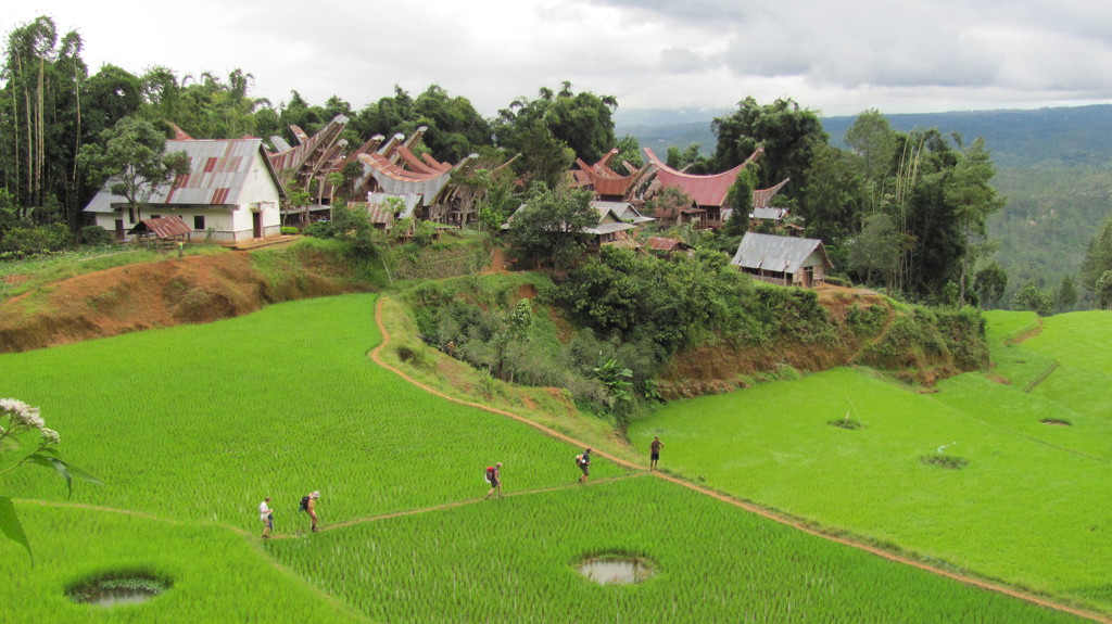 Wandelaars door groene rijstvelden bij traditionele Toraja-huizen op Sulawesi, Indonesië.