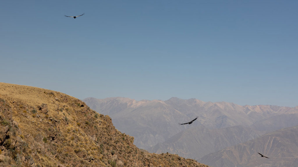Condors zweven boven een berglandschap in Peru tijdens een 22-35ers groepsrondreis.