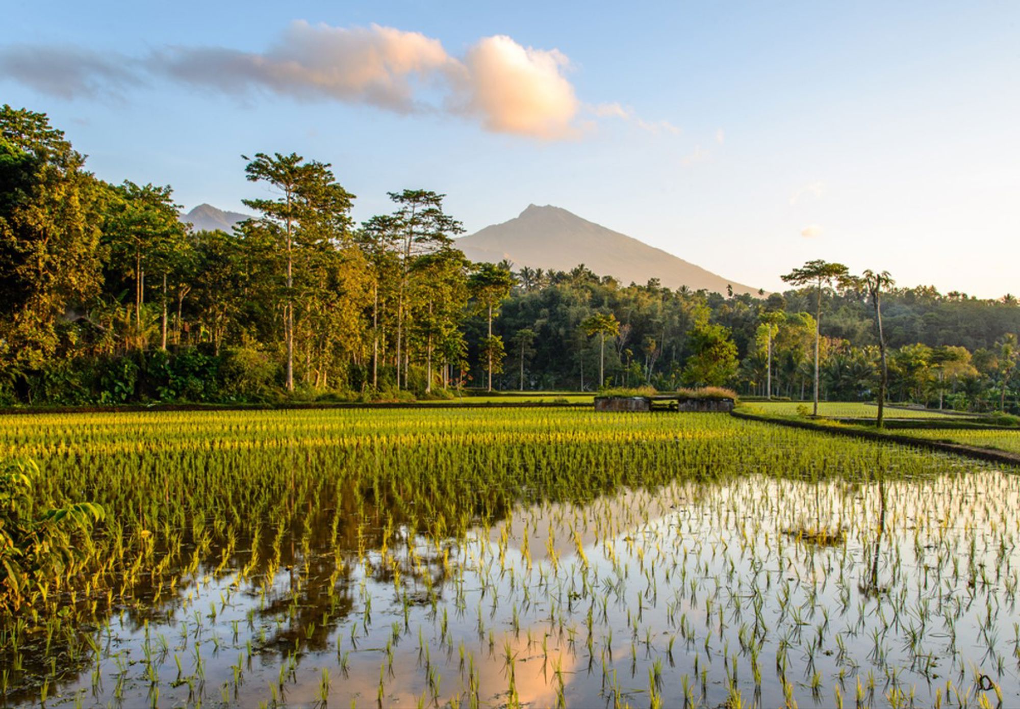 Groene rijstvelden met reflectie in het water en een vulkaan op de achtergrond in Indonesië.
