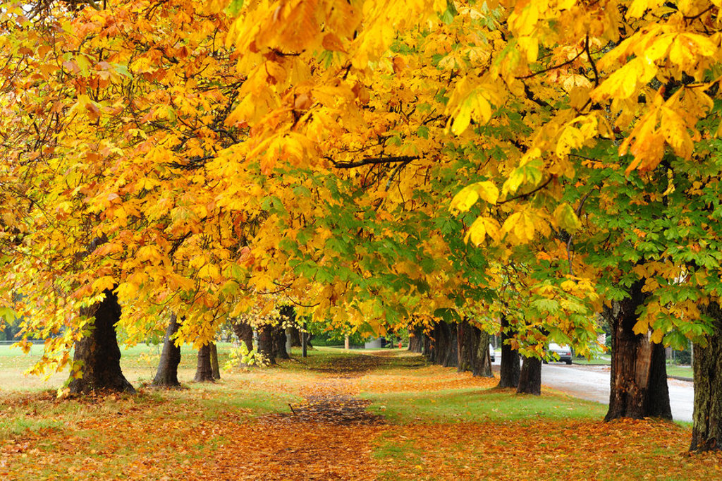 Herfstkleuren langs een met bomen omzoomde weg in Canada tijdens de groepsrondreis Canada West Hoogtepunten.