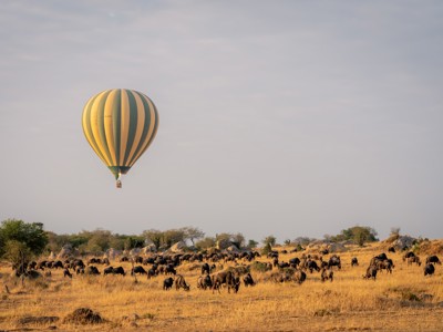 Luchtballon boven een kudde gnoes op de savanne in Kenia en Tanzania tijdens safari.