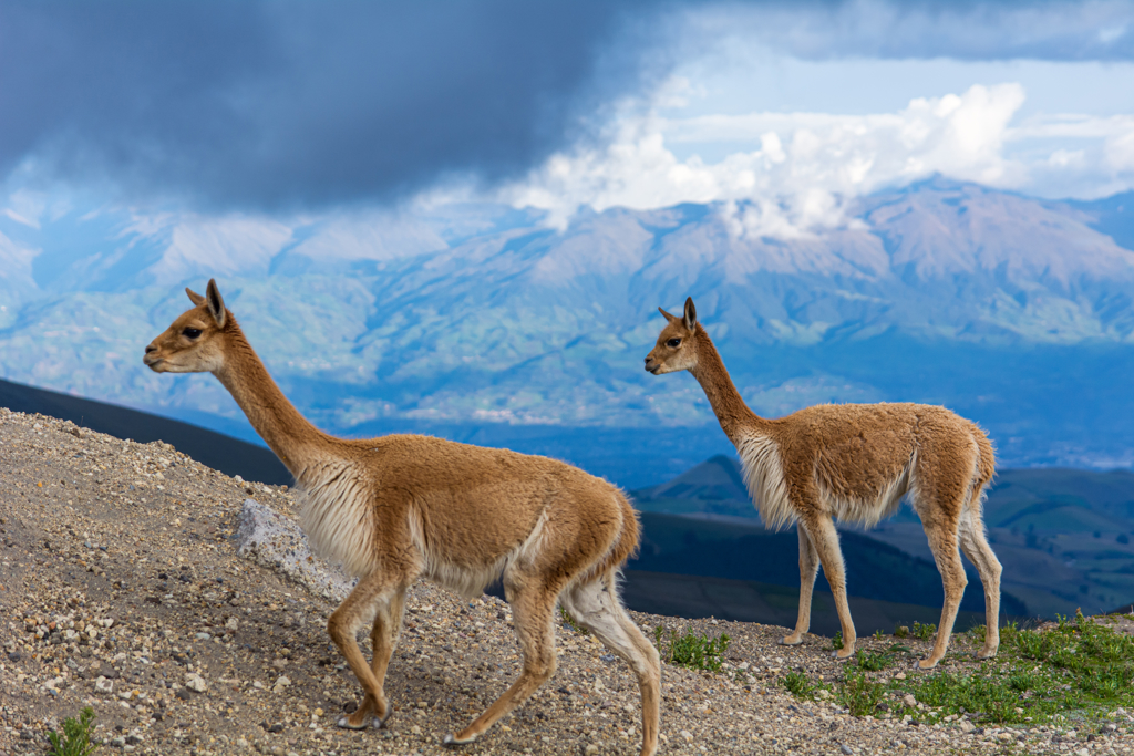 Twee vicuña’s in het Andesgebergte in Ecuador, met wolken en bergen op de achtergrond.