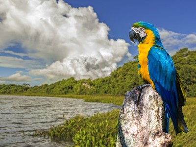 Blauw-gele ara op boomstronk aan de rivier in de Pantanal, op de route Buenos Aires naar Rio.