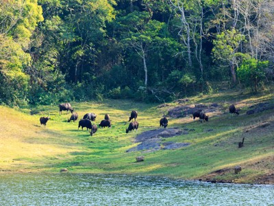 Gaur-kuddes grazen aan de oever van een meer in het groene natuurgebied van Zuid-India.
