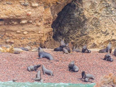 Zeeleeuwen rusten op een rotsachtig strand bij de Ballestas-eilanden in Peru.