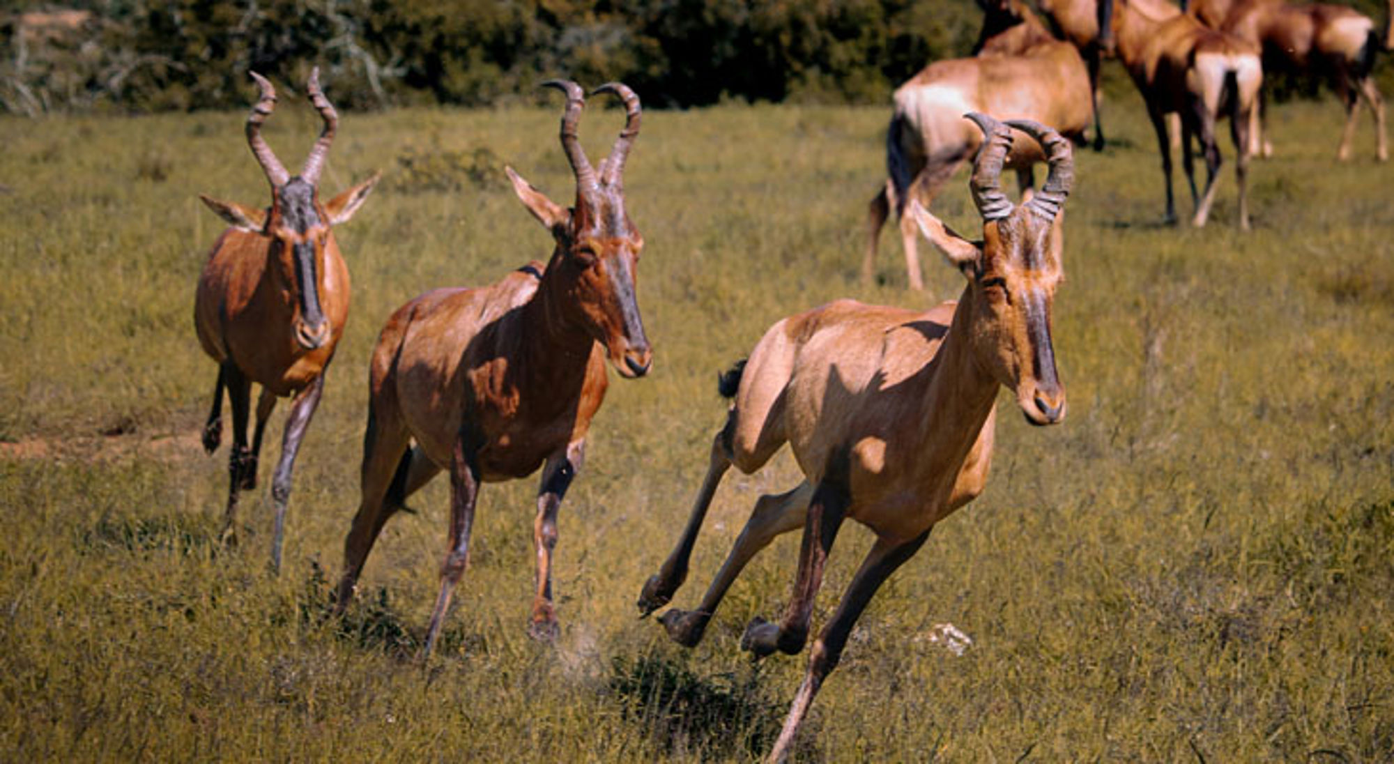 Hartebeesten rennen over de savanne in Zuid-Afrika.