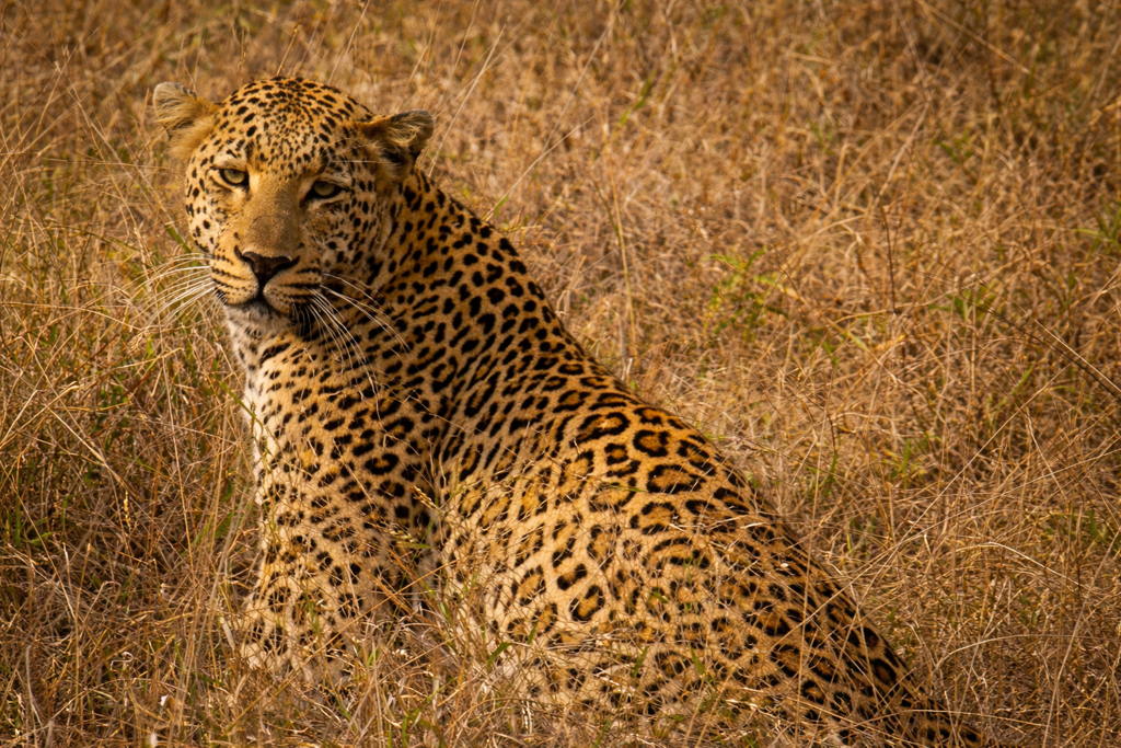 Luipaard in het hoge gras tijdens safari op familiereis Zuid-Afrika en eSwatini.