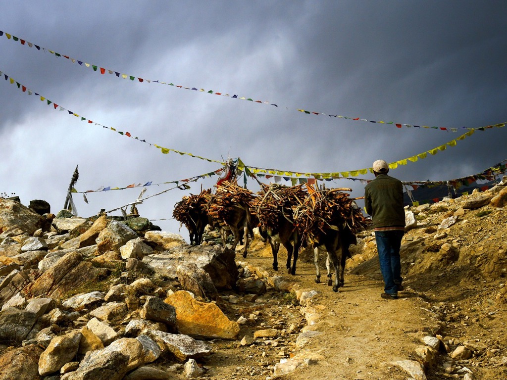 Muildieren met brandhout op bergpad in Ladakh, India, onder kleurrijke gebedsvlaggen.