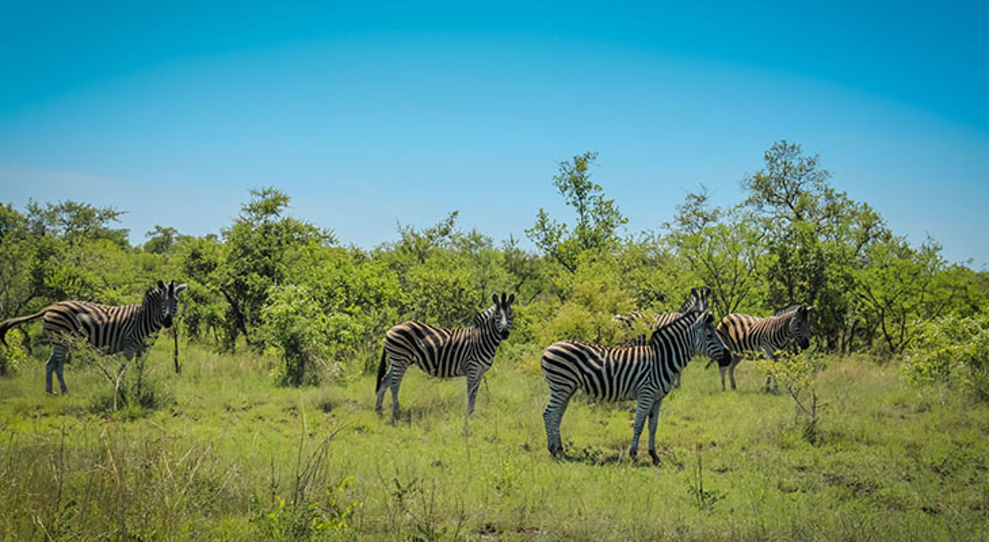 Zebra’s in de savanne van Zuid-Afrika met struiken en blauwe lucht.