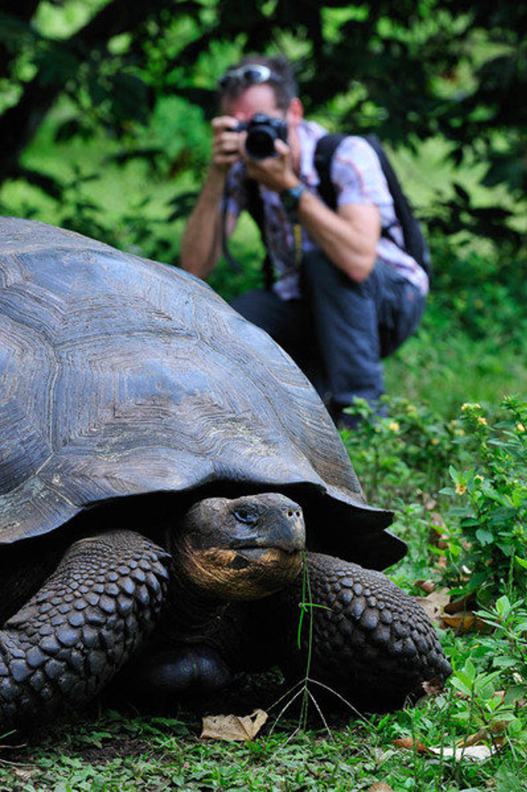 Reiziger fotografeert een reuzenschildpad op de Galapagos-eilanden tijdens groepsrondreis Ecuador & Galapagos.