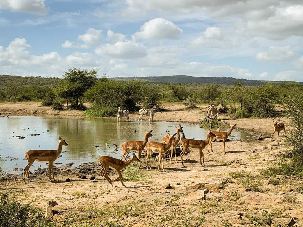 Zebra’s en antilopen bij een waterpoel tijdens een 22-35ers reis door Zuid-Afrika.