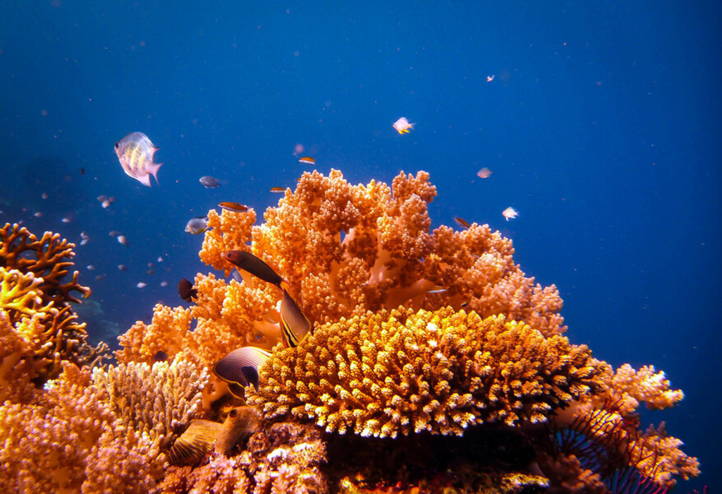 Kleurrijk koraalrif met tropische vissen in helderblauw water bij Bali, Indonesië.