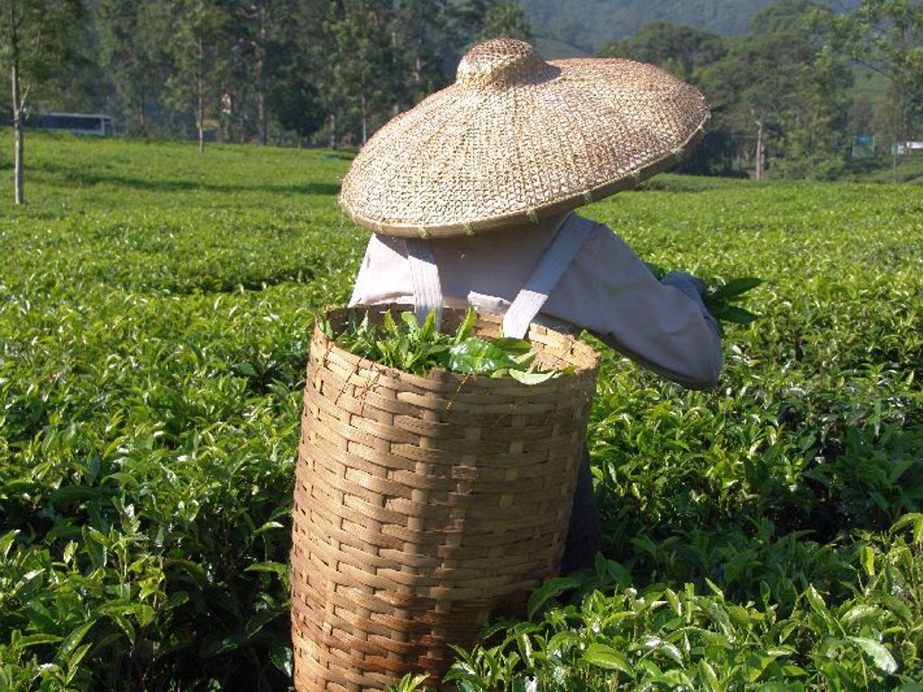 Theeplukker met rieten hoed en mand in een theeplantage op Sumatra, Java en Bali.