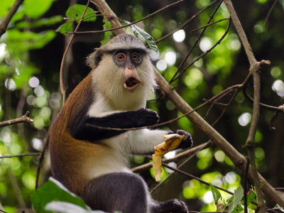Campbellmeerkat in de jungle van Ghana, Togo en Benin, zittend in een boom met een banaan.