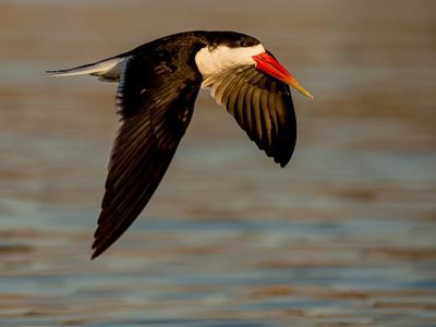 Zwarte stern met rode snavel vliegt laag over het water tijdens de route Victoria Falls - Kaapstad.