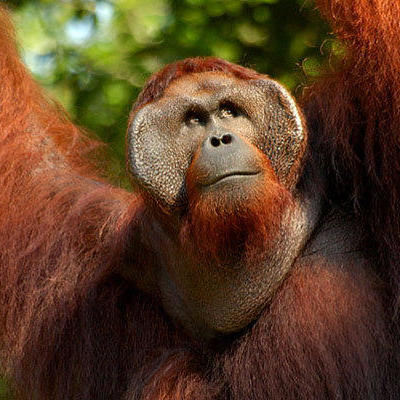 Orang-oetan in het regenwoud van Kalimantan tijdens een groepsrondreis.