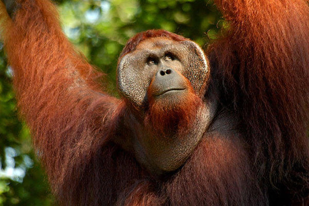 Orang-oetan in het regenwoud van Kalimantan tijdens een groepsrondreis.