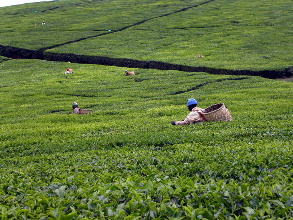 Theeplukkers in een groene theeplantage tijdens een groepsrondreis in Kenia, Tanzania en Zanzibar.