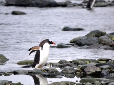 Ezelspinguïn op rotsige kust in Antarctica tijdens route vliegen en varen.