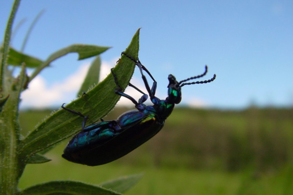 Metaalgroene kever op een blad in de Mongoolse steppe onder een blauwe lucht.