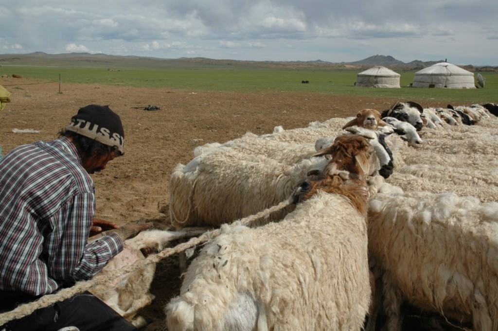 Herder scheert schapen op de Mongoolse steppe, met yurts op de achtergrond.