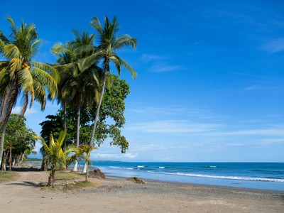 Palmbomen langs een rustig zandstrand aan de Caribische kust van Costa Rica.