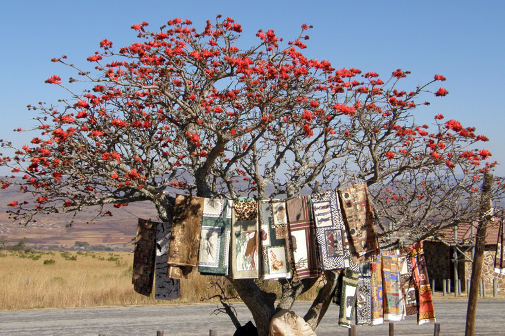 Bloeiende boom met kleurrijke kleden op een lokale markt in Noordelijk Zuid-Afrika en eSwatini.