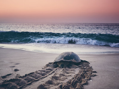Zeeschildpad op het strand bij zonsondergang in Oman, met sporen in het zand en golven op de achtergrond.