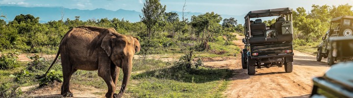 Olifant naast safari-jeep in Udawalawe National Park, Sri Lanka.