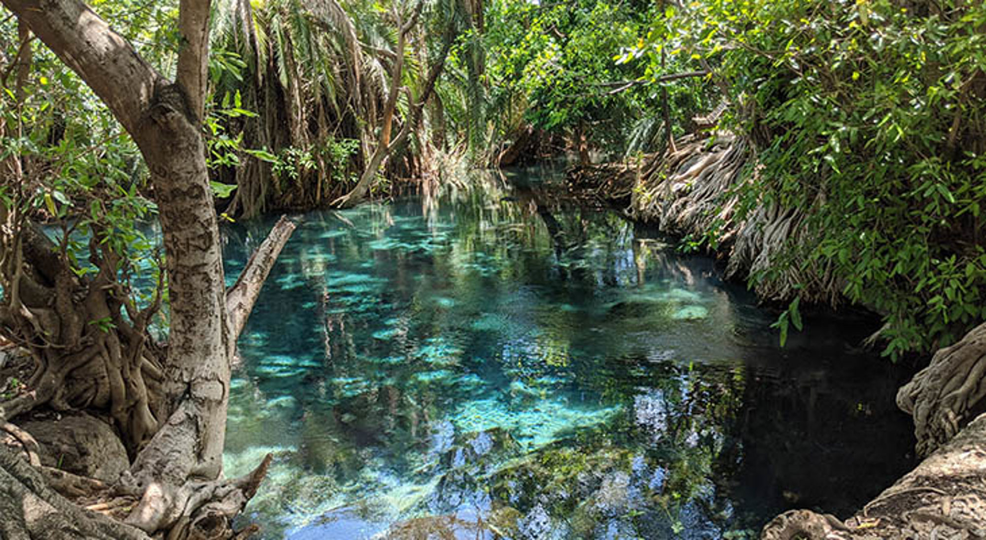Turquoise bron met helder water tussen tropische bomen en wortels in Tanzania.