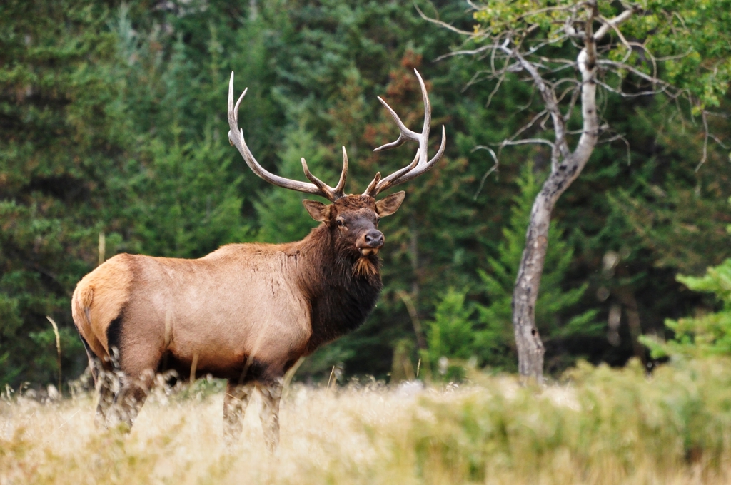 Eland met groot gewei in een bosrijke omgeving in de Canadese Rockies.