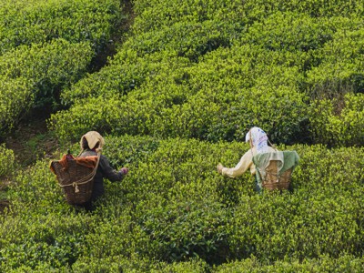 Twee theeplukkers met manden in een groene theeplantage langs de route Sikkim en Bhutan.