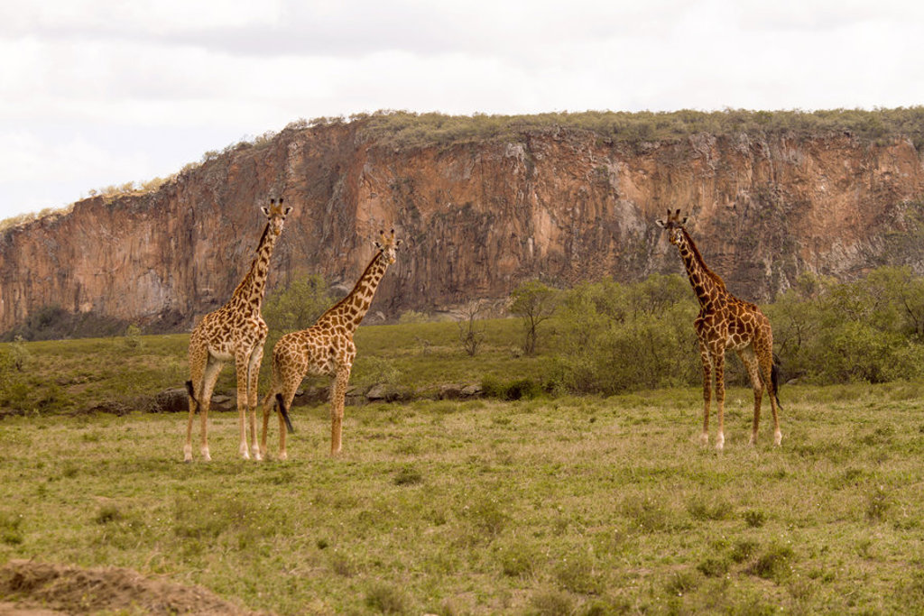 Drie giraffen op de savanne in Kenia en Tanzania tijdens familiereis van 16 dagen.
