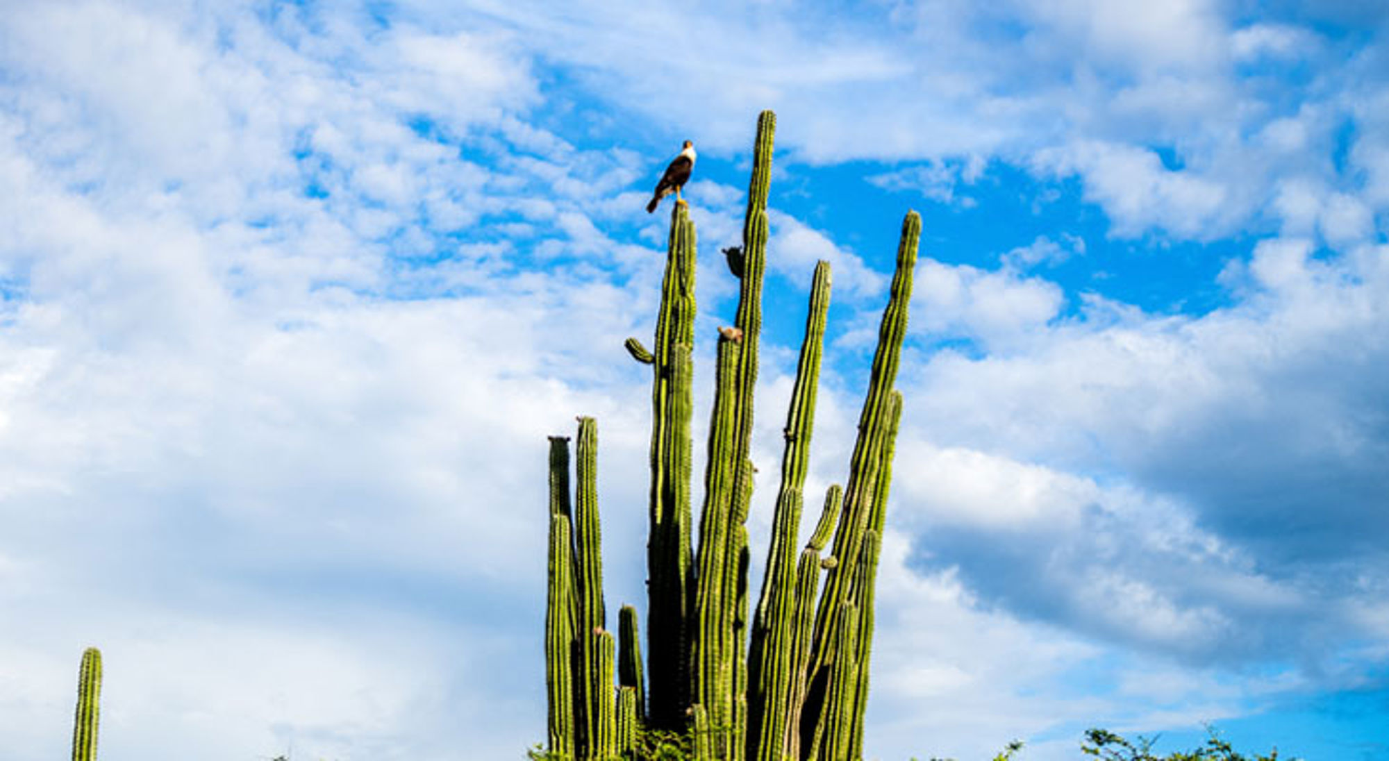Roofvogel op hoge cactus onder blauwe lucht met wolken in Colombia.